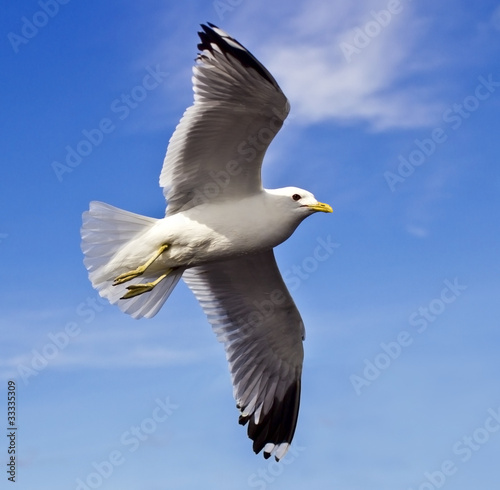 Tablou canvas Sea gull in flight against blue sky