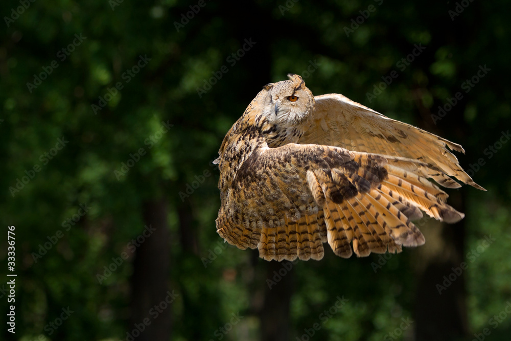 Fotografie great horned owl Bubo in flight