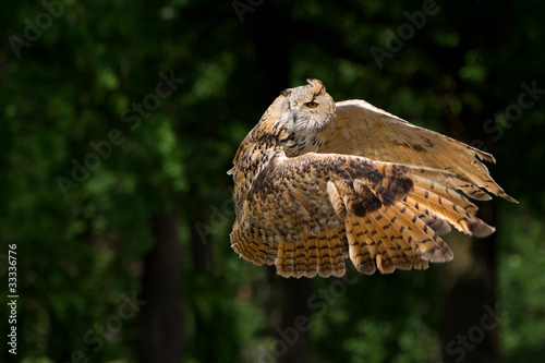 great horned owl Bubo in flight