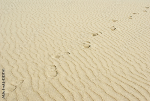 Sand Spur, Trace photo
