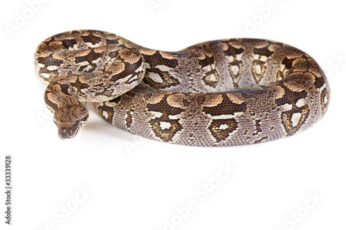 Madagaskarboa with white background