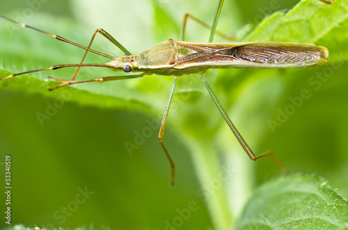 long legs dad macro safe the world protect nature