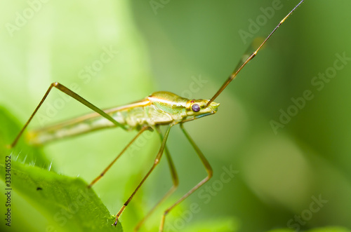 long legs dad macro safe the world protect nature