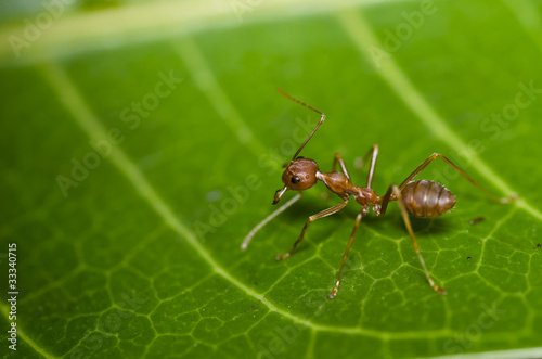 red ant on green leaf safe the world protect nature © sweetcrisis