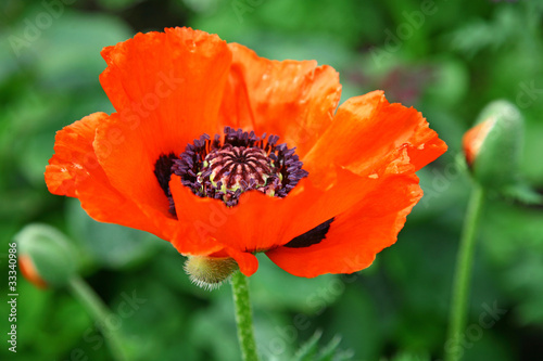 Red poppy on the green background