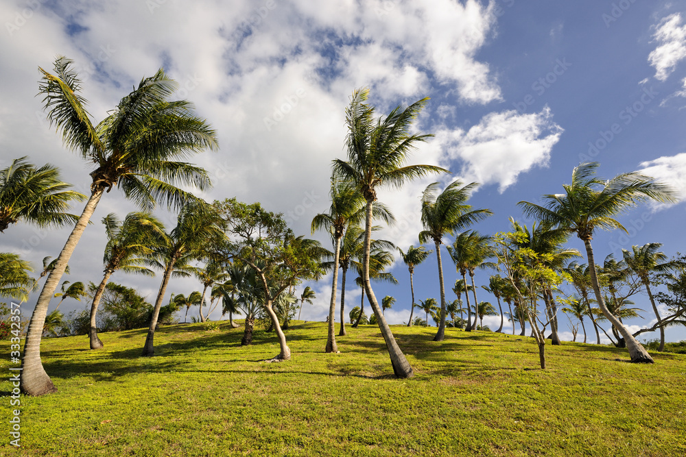 Coconut trees on green field in Governor's Harbour Coconut trees on green field in Governor's Harbour