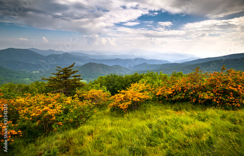 Stampa su tela Flame Azalea Blooms Blue Ridge Mountains Roan Appalachian Trail