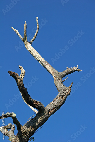 dead tree and blue sky