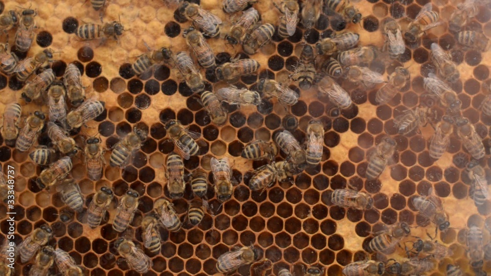 bees on honeycells