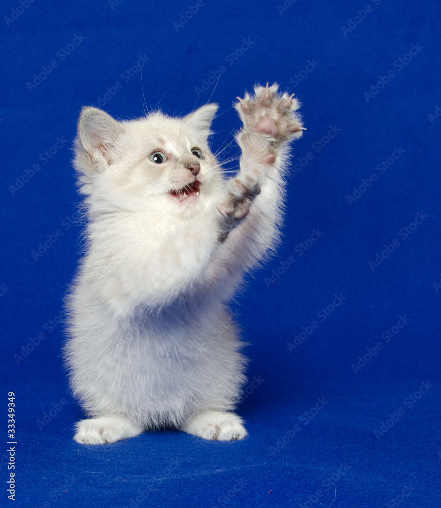 Fototapeta premium Cute kitten on blue background