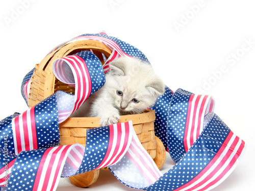 Cute kitten with Fourth of July decorations