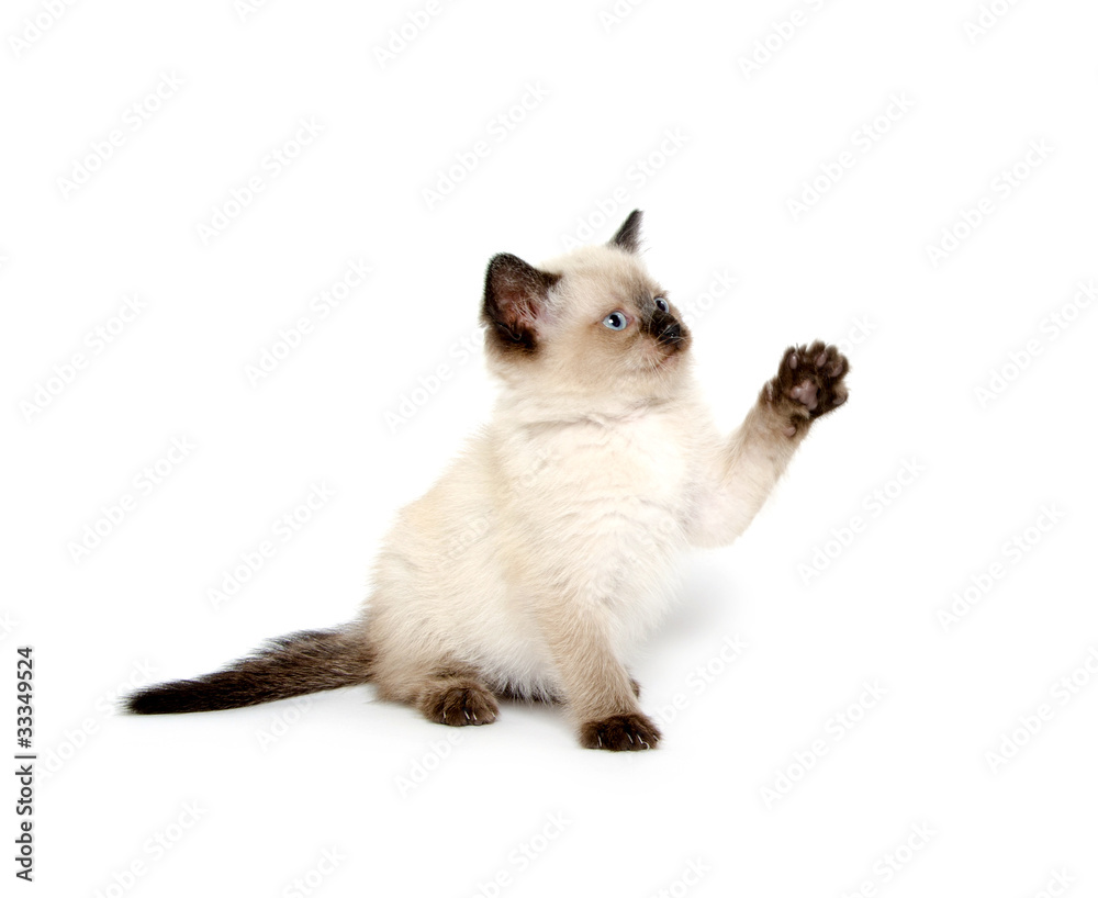 Cute kitten with paw up