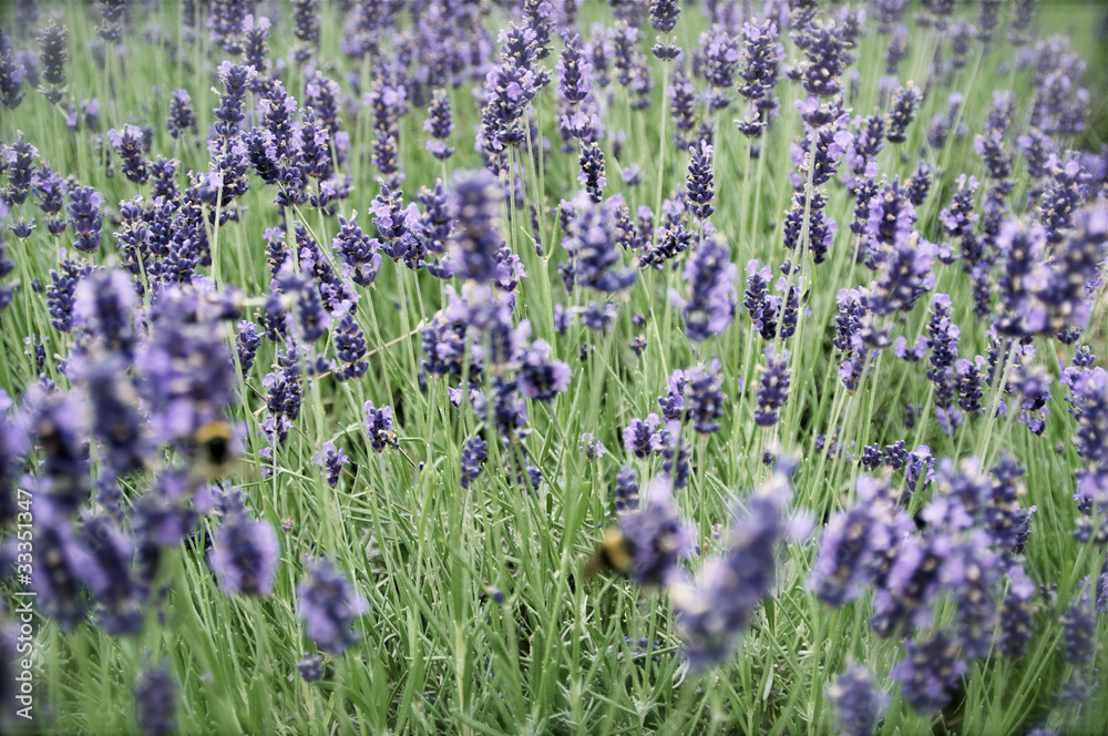 Naklejka premium Lavendel