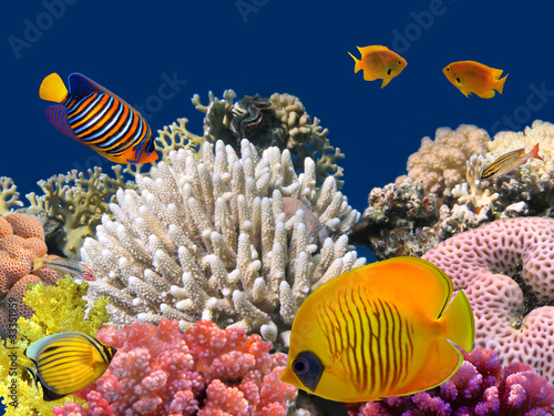 Underwater life of a hard-coral reef, Red Sea, Egypt #33351959