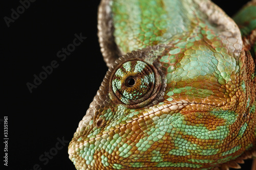 chameleon