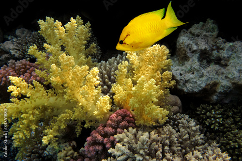 Coral rabbitfish (siganus corallinus)  in the Red Sea, Egypt. photo