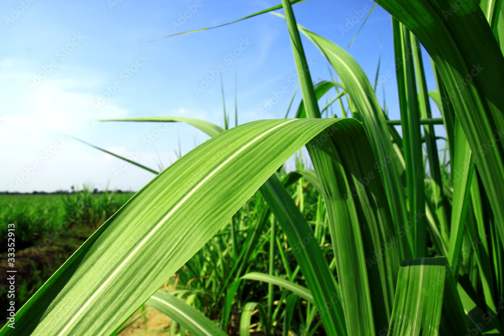 Obraz premium sugarcane stems and leaves.