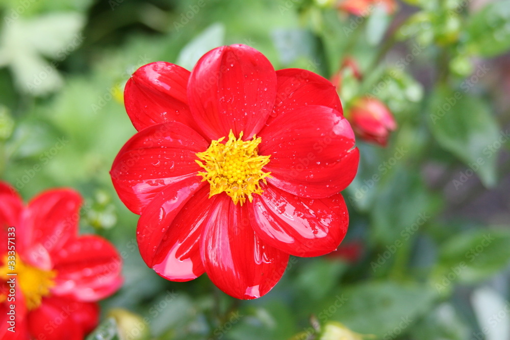 Rote blühende Sommerblume