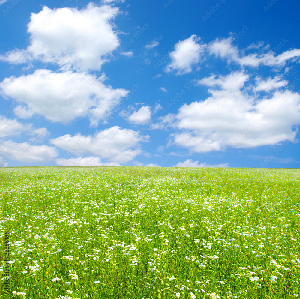 Fototapeta premium field of camomiles