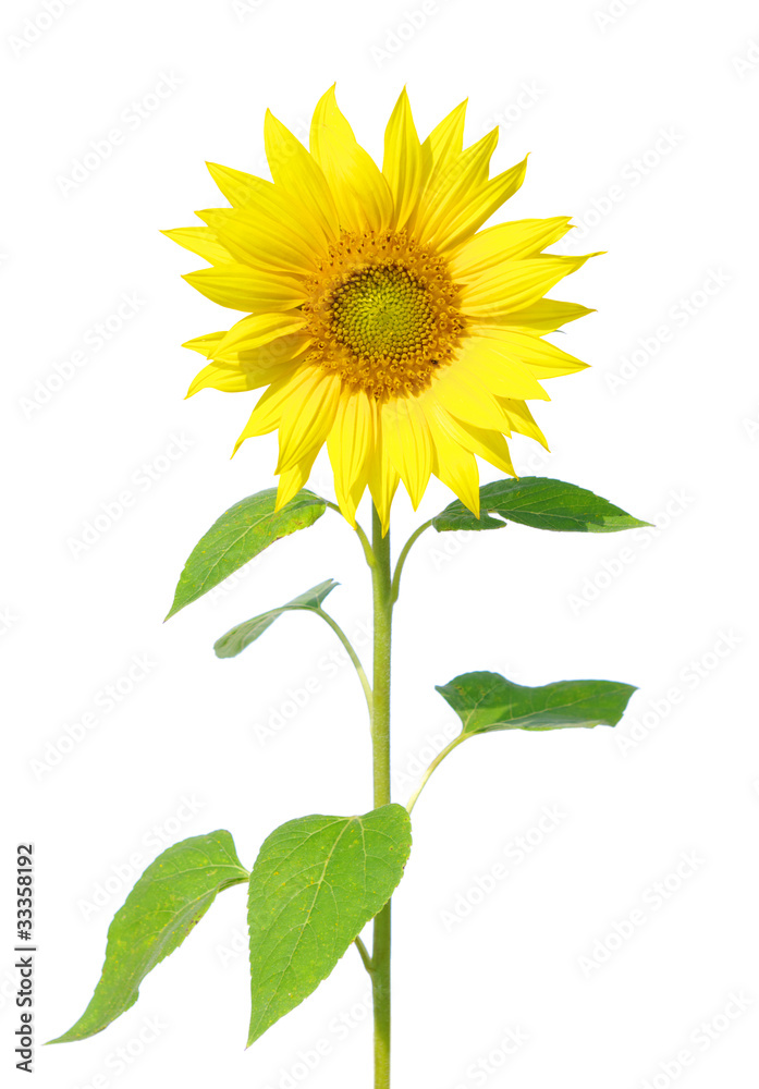 Fototapeta premium sunflower