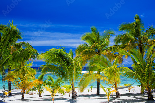 Fototapeta Naklejka Na Ścianę i Meble -  Palm trees on an amazing beach front