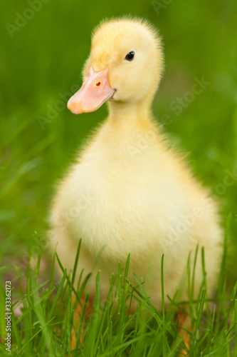 Little duckling