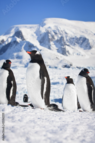 penguins in Antarctica © Goinyk