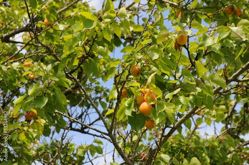 abricots