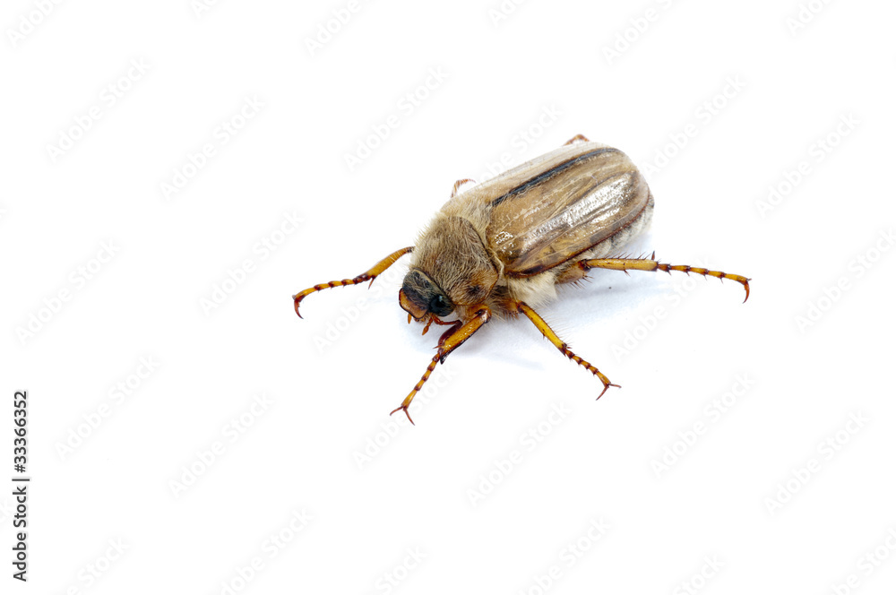 Melolontha Melolontha
