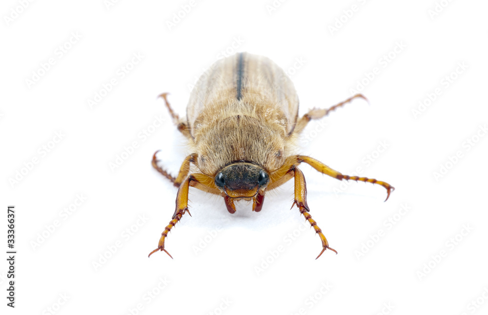 Melolontha Melolontha