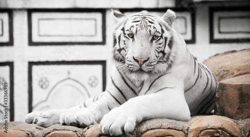 Φωτογραφία White tiger