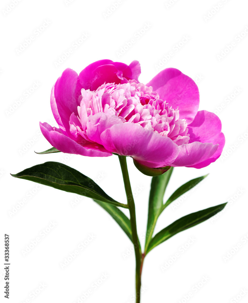 Pink peony.