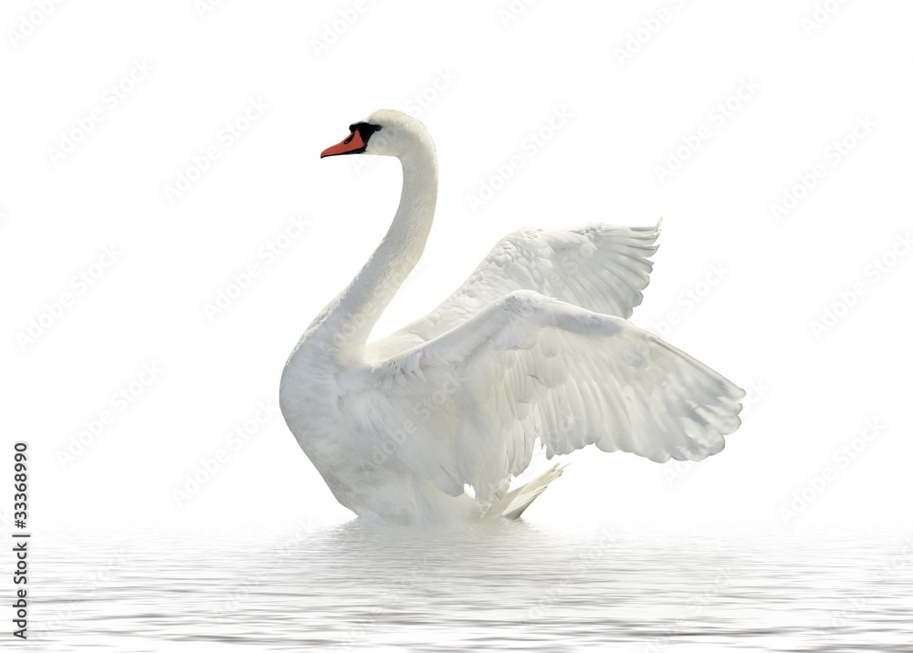 Fototapeta premium White swan.