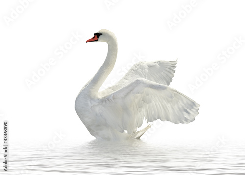 Fototapeta White swan.