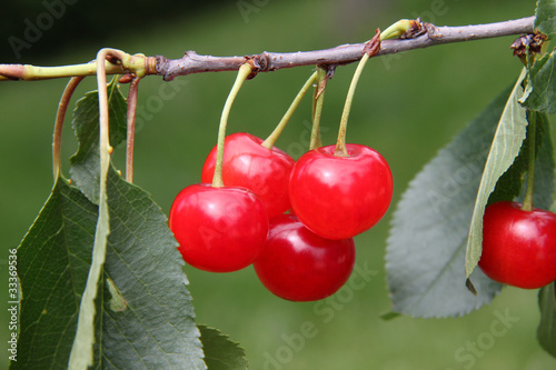 cerises photo