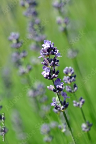 Echter Lavendel  Lavendula angustifolia 