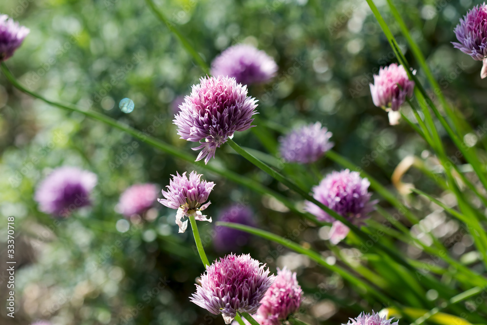 Garlic Chives Flowers Garlic Chives Flowers