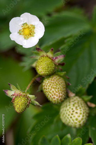 Strawberry Plant with Fruits and Flower