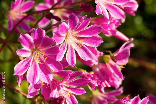 Lewisia Cotyledon Flowers © David Gn