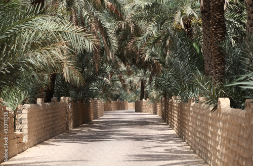 Date Palm Trees in the Oasis of Al Ain,  Abu Dhabi photo