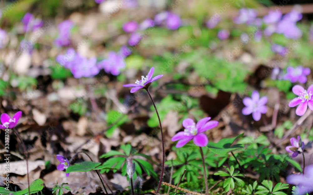 Anemone in a spring.