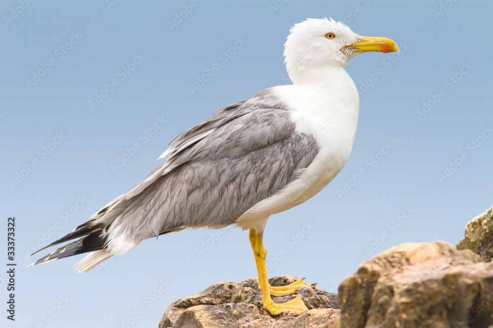 an adult of yellow legged-gull / Larus cachinnans an adult of yellow legged-gull / Larus cachinnans