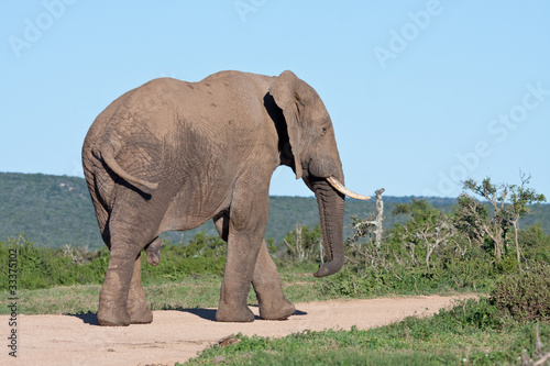 African Elephant Bull