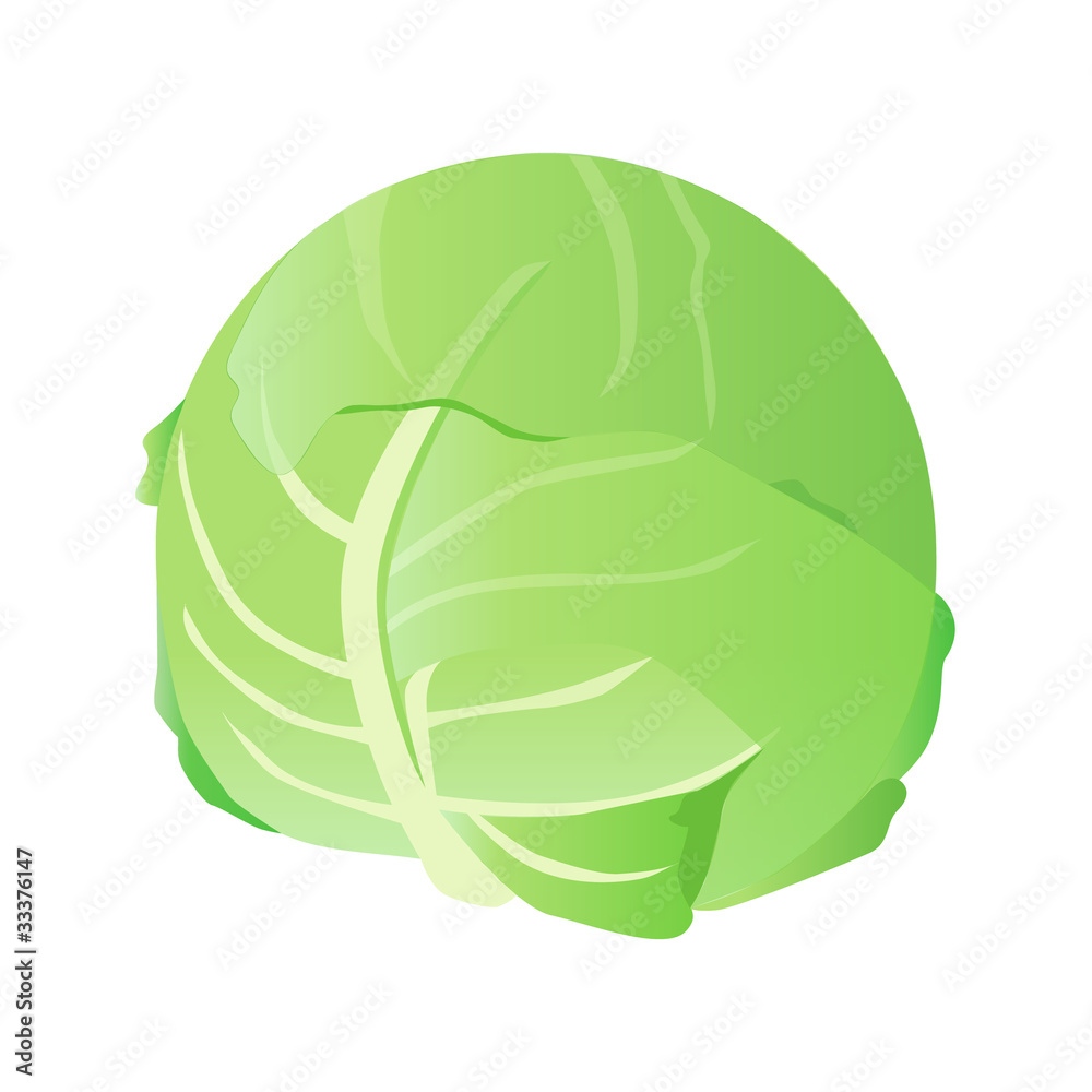 キャベツ キャベツ