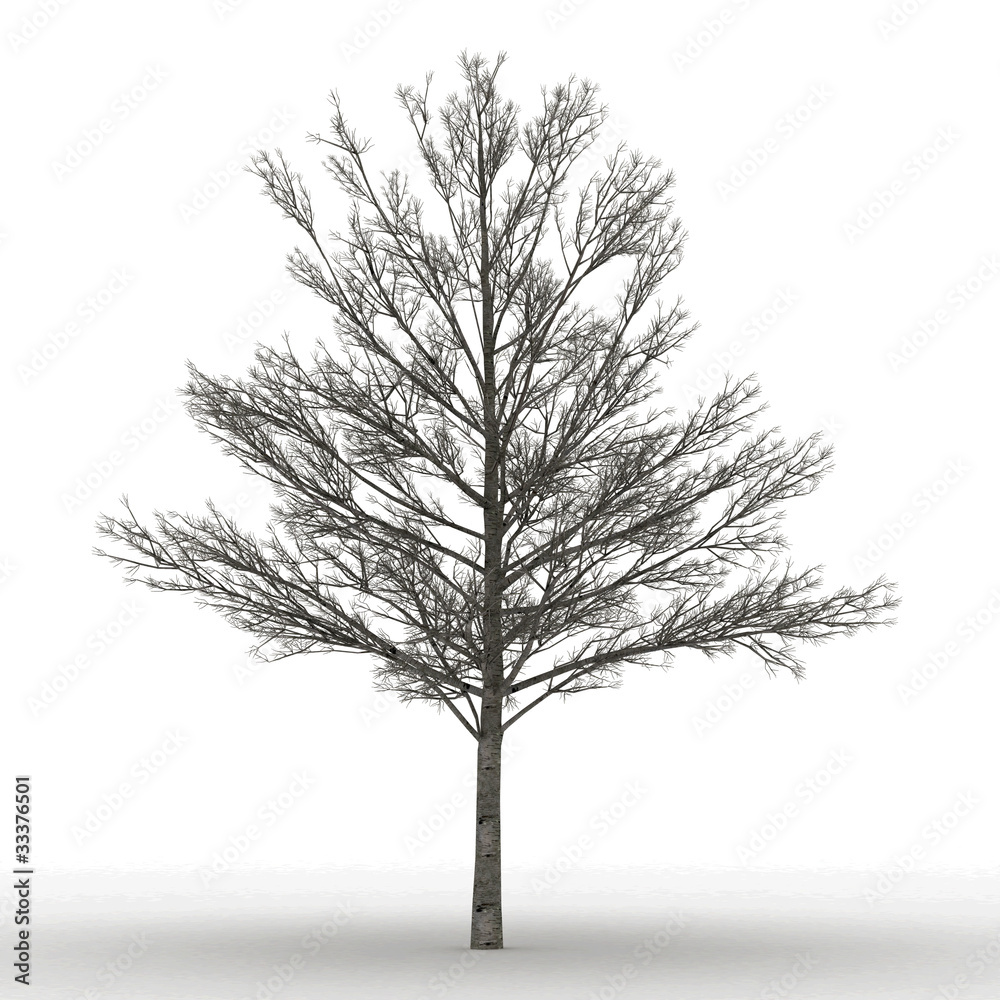 Obraz premium dead tree isolated over white