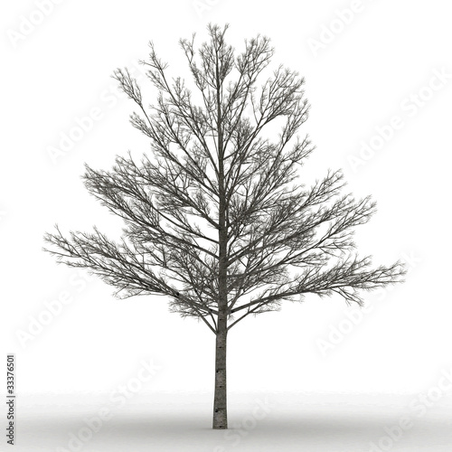 dead tree isolated over white