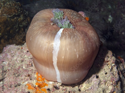 Magnificent Anemone - Heteractis magnifica photo