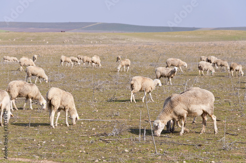 Rebaño de ovejas en explotación extensiva