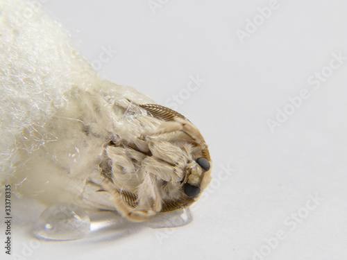 butterfly leaving the cocoon slowly rompiedo silk with their jui