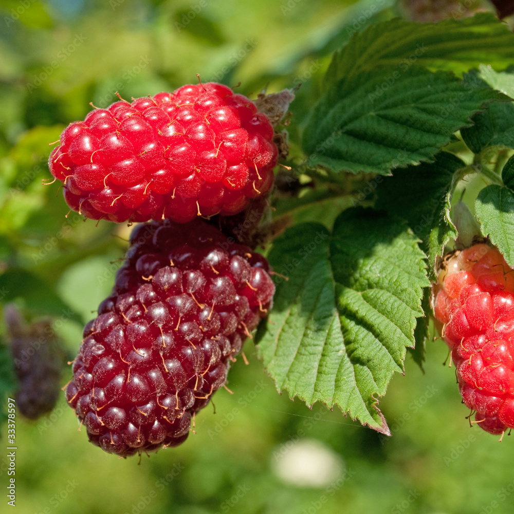 Fototapeta premium Tayberrys